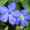 Evergreen Periwinkle - Vinca Minor - 18 Count Flat Of Pint Pots -Wilson Bros Garden Vinca Minor BS 1
