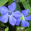 Evergreen Periwinkle - Vinca Minor - 18 Count Flat Of Pint Pots -Wilson Bros Garden Vinca Minor BS