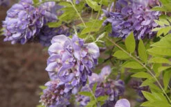Amethyst Falls Wisteria Vine - 3 Gallon Pot 14 Amethyst Falls Wisteria Vine - 3 Gallon Pot -Wilson Bros Garden Wisteria Amethyst Falls 50