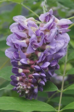 Amethyst Falls Wisteria Vine - 5 Gallon Pot