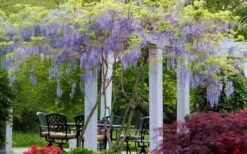Blue Moon Wisteria Vine - 5 Gallon Pot -Wilson Bros Garden Wisteria Blue Moon 15 1