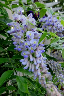 Blue Moon Wisteria Vine - 2 Gallon Pot 13 Blue Moon Wisteria Vine - 2 Gallon Pot -Wilson Bros Garden Wisteria Blue Moon 4 3