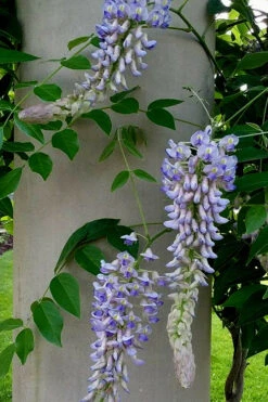 Blue Moon Wisteria Vine - 1 Gallon Pot 14 Blue Moon Wisteria Vine - 1 Gallon Pot -Wilson Bros Garden Wisteria Blue Moon 5