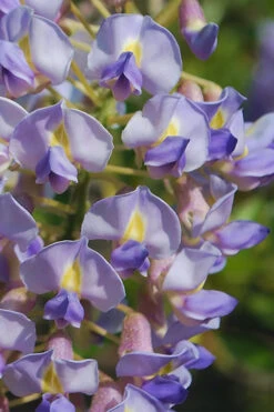 Blue Moon Wisteria Vine - 5 Gallon Pot