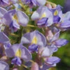 Blue Moon Wisteria Vine - 2 Gallon Pot -Wilson Bros Garden Wisteria Blue Moon 7 3