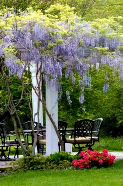 Blue Moon Wisteria Vine - 5 Gallon Pot -Wilson Bros Garden Wisteria Blue Moon 8 1