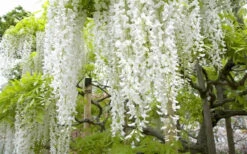 Snow Showers White Wisteria - 5 Gallon Pot -Wilson Bros Garden Wisteria Snow Showers 2