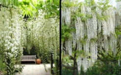 Snow Showers White Wisteria - 5 Gallon Pot -Wilson Bros Garden Wisteria Snow Showers 4