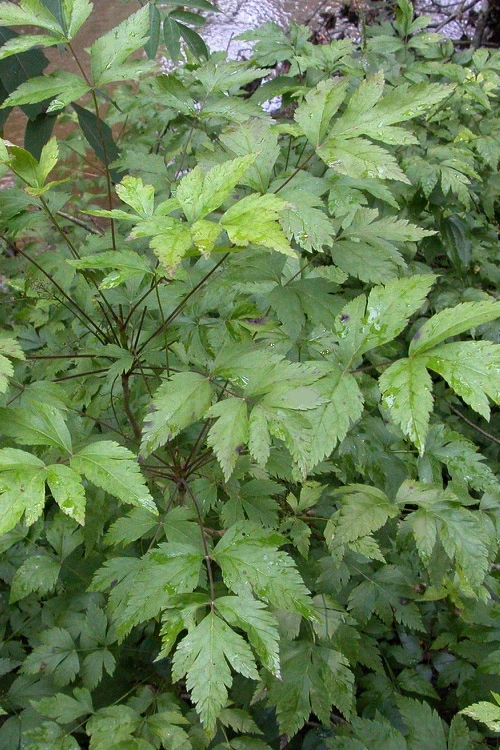 Yellow Root Plant (Xanthorhiza Simplicissima) - 1 Gallon Pot 3 Yellow Root Plant (Xanthorhiza Simplicissima) - 1 Gallon Pot