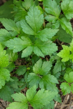 Yellow Root Plant (Xanthorhiza Simplicissima) - 1 Gallon Pot 13 Yellow Root Plant (Xanthorhiza Simplicissima) - 1 Gallon Pot -Wilson Bros Garden Xanthorhiza simplicissima yellowroot 2