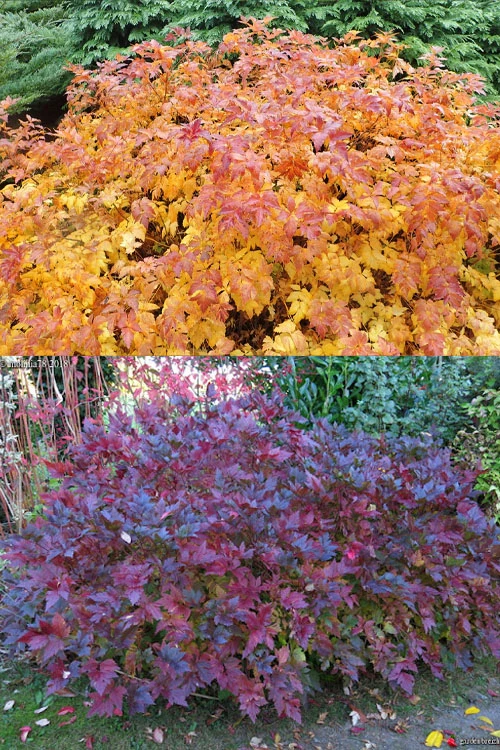 Yellow Root Plant (Xanthorhiza Simplicissima) - 1 Gallon Pot 8 Yellow Root Plant (Xanthorhiza Simplicissima) - 1 Gallon Pot - Image 6