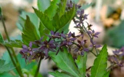 Yellow Root Plant (Xanthorhiza Simplicissima) - 1 Gallon Pot 15 Yellow Root Plant (Xanthorhiza Simplicissima) - 1 Gallon Pot -Wilson Bros Garden Xanthorhiza simplicissima yellowroot 7