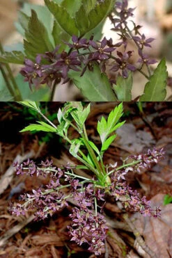 Yellow Root Plant (Xanthorhiza Simplicissima) - 1 Gallon Pot 12 Yellow Root Plant (Xanthorhiza Simplicissima) - 1 Gallon Pot -Wilson Bros Garden Xanthorhiza simplicissima yellowroot 8