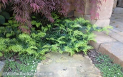 Creeping Japanese Plum Yew (Cephalotaxus Harringtonia 'Prostrata') - 2.5 Quart Pot -Wilson Bros Garden Yew Creeping 2 50 1