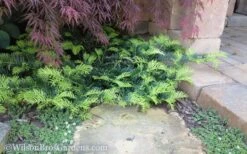 Creeping Japanese Plum Yew (Cephalotaxus Harringtonia 'Prostrata') - 3 Gallon Pot -Wilson Bros Garden Yew Creeping 2 50