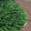 Yewtopia Plum Yew - 2 Gallon Pot -Wilson Bros Garden Yew Yewtopia 21 1