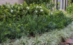 Yewtopia Plum Yew - 2 Gallon Pot -Wilson Bros Garden Yew Yewtopia 22 1