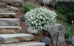 Ice Breaker Korean Fir (Single Trunk Topiary) - 2 Gallon Pot -Wilson Bros Garden abies koreana kouhouts ice breaker korean fir 2