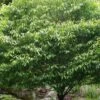Hornbeam Maple (Acer Carpinifolium) - 3 Gallon Pot -Wilson Bros Garden acer carpinifolium hornbeam maple tree 3