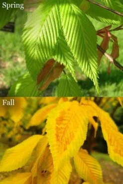 Hornbeam Maple (Acer Carpinifolium) - 3 Gallon Pot -Wilson Bros Garden acer carpinifolium hornbeam maple tree 6