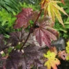 Burgundy Jewel Vine Maple (Acer Circinatum) - 1 Gallon Pot -Wilson Bros Garden acer circinatum burgundy jewel vine maple 1 1