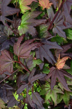 Burgundy Jewel Vine Maple (Acer Circinatum) - 5 Gallon Pot -Wilson Bros Garden acer circinatum burgundy jewel vine maple 4