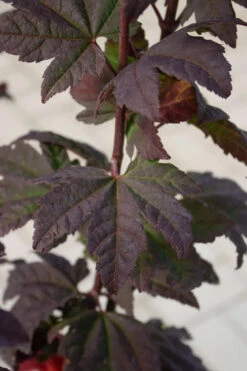 Burgundy Jewel Vine Maple (Acer Circinatum) - 5 Gallon Pot -Wilson Bros Garden acer circinatum burgundy jewel vine maple 6
