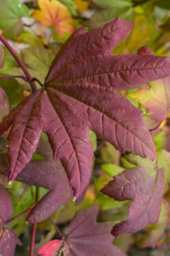 Burgundy Jewel Vine Maple (Acer Circinatum) - 1 Gallon Pot -Wilson Bros Garden acer circinatum burgundy jewel vine maple 7 1