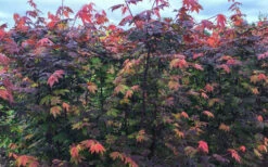 Burgundy Jewel Vine Maple (Acer Circinatum) - 5 Gallon Pot -Wilson Bros Garden acer circinatum burgundy jewel vine maple 8