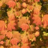 Pacific Fire Vine Maple - 1 Gallon Pot (COPY) -Wilson Bros Garden acer circinatum pacific fire vine maple tree 1 1