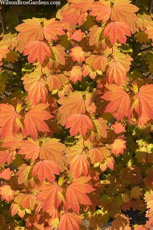 Pacific Fire Vine Maple - 1 Gallon Pot (COPY) 3 Pacific Fire Vine Maple - 1 Gallon Pot (COPY)