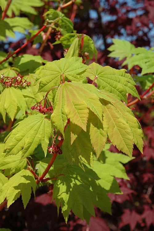 Pacific Fire Vine Maple - 1 Gallon Pot (COPY) 8 Pacific Fire Vine Maple - 1 Gallon Pot (COPY) - Image 6