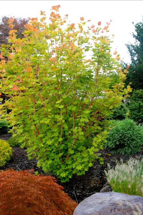 Pacific Fire Vine Maple - 1 Gallon Pot (COPY) 6 Pacific Fire Vine Maple - 1 Gallon Pot (COPY) - Image 4