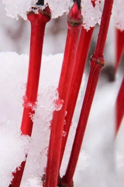 Pacific Fire Vine Maple - 1 Gallon Pot (COPY) 15 Pacific Fire Vine Maple - 1 Gallon Pot (COPY) -Wilson Bros Garden acer circinatum pacific fire vine maple tree 8 1