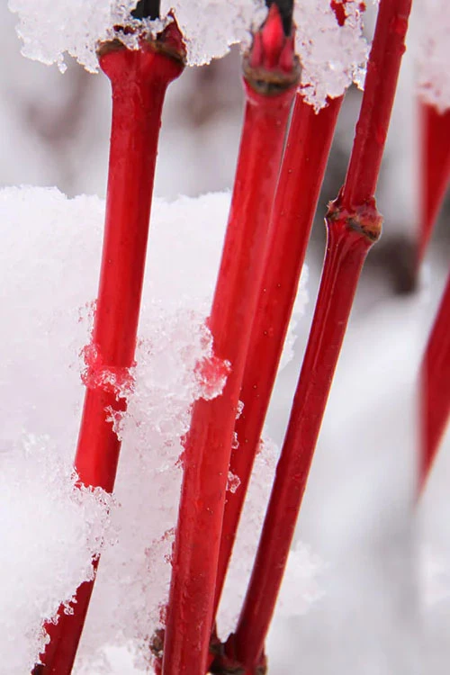 Pacific Fire Vine Maple - 1 Gallon Pot (COPY) 7 Pacific Fire Vine Maple - 1 Gallon Pot (COPY) - Image 5