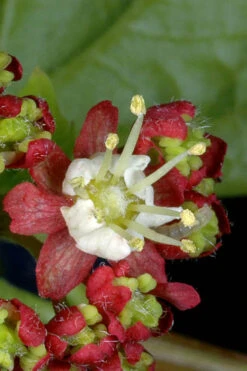 Pacific Fire Vine Maple - 1 Gallon Pot (COPY) 19 Pacific Fire Vine Maple - 1 Gallon Pot (COPY) -Wilson Bros Garden acer circinatum vine maple 13 1