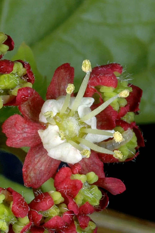 Pacific Fire Vine Maple - 1 Gallon Pot (COPY) 11 Pacific Fire Vine Maple - 1 Gallon Pot (COPY) - Image 9