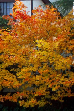 Pacific Fire Vine Maple - 3 Gallon Pot -Wilson Bros Garden acer circinatum vine maple flowers 25 2