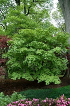 Dancing Peacock Japanese Maple (Acer Japonicum 'Aconitifolium') - 3 Gallon Pot (2-3') -Wilson Bros Garden acer japonicum aconitifolium dancing peacock japanese maple 9 1