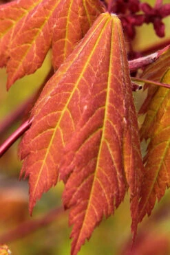 Emmett's Pumpkin Japanese Maple (Acer Japonicum) - 1 Gallon Pot -Wilson Bros Garden acer japonicum emmets pumpkin japanese maple 1