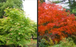 Emmett's Pumpkin Japanese Maple (Acer Japonicum) - 1 Gallon Pot -Wilson Bros Garden acer japonicum emmets pumpkin japanese maple 10