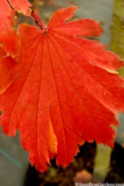 Emmett's Pumpkin Japanese Maple (Acer Japonicum) - 1 Gallon Pot -Wilson Bros Garden acer japonicum emmets pumpkin japanese maple 11