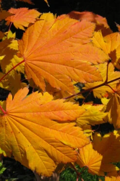 Emmett's Pumpkin Japanese Maple (Acer Japonicum) - 1 Gallon Pot -Wilson Bros Garden acer japonicum emmets pumpkin japanese maple 2