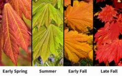 Emmett's Pumpkin Japanese Maple (Acer Japonicum) - 1 Gallon Pot -Wilson Bros Garden acer japonicum emmets pumpkin japanese maple 7