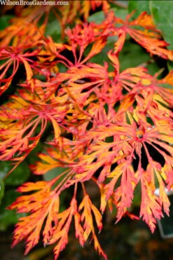 Fairy Lights Full Moon Japanese Maple - 1 Gallon Pot 11 Fairy Lights Full Moon Japanese Maple - 1 Gallon Pot -Wilson Bros Garden acer japonicum fairy lights full moon maple 3 1