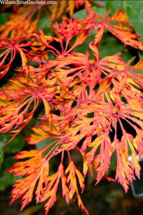Fairy Lights Full Moon Japanese Maple - 1 Gallon Pot 7 Fairy Lights Full Moon Japanese Maple - 1 Gallon Pot - Image 5