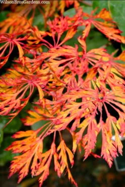 Fairy Lights Full Moon Japanese Maple - 3 Gallon Pot -Wilson Bros Garden acer japonicum fairy lights full moon maple 3