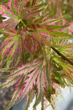 Abigail Rose Japanese Maple - 3 Gallon Pot -Wilson Bros Garden acer palmatum abigail rose japanese maple 3
