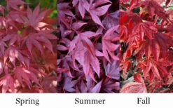 Adrian's Compact Japanese Maple - 3 Gallon Pot -Wilson Bros Garden acer palmatum adrians compact japanese maple 12 1