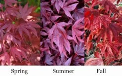 Adrian's Compact Japanese Maple - 5 Gallon Pot -Wilson Bros Garden acer palmatum adrians compact japanese maple 12